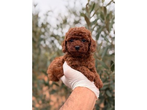 Özel olmak isteyene dark red dişi poodle