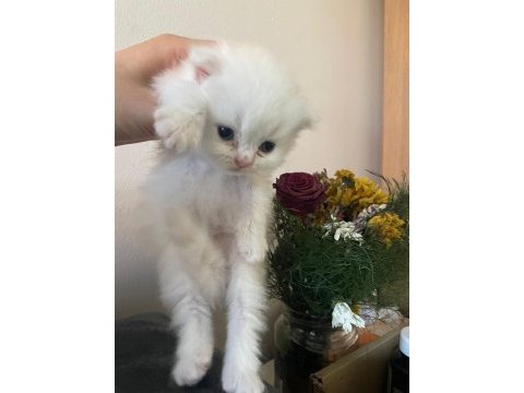 A kalite safkan chincilla longhair kedim