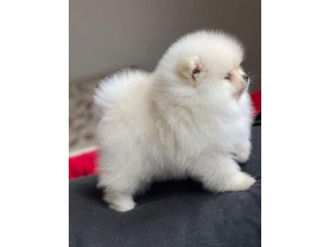 Pomeranian spitz yavruları