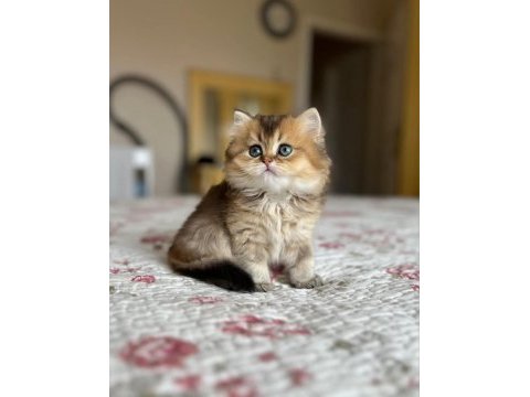 Muhteşem oyuncak golden bebekleriniz hazır