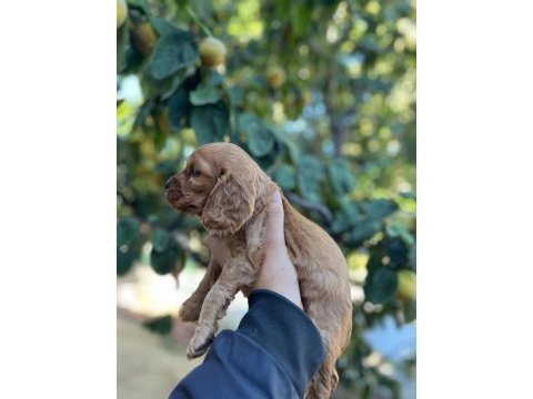 1.5 aylık cocker bebeklerimiz