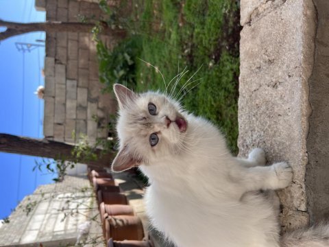 Ücretsiz sahiplendirme kedimiz