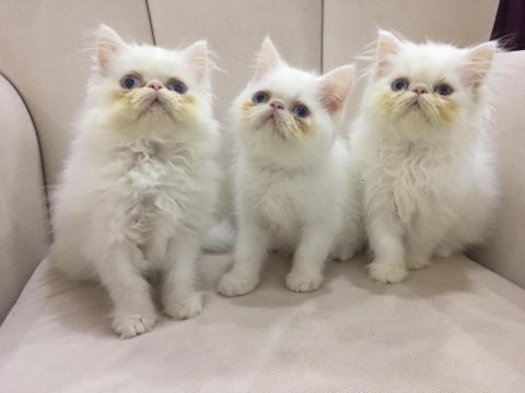 Eşsiz exotic shorthair red point erkek yavrular.