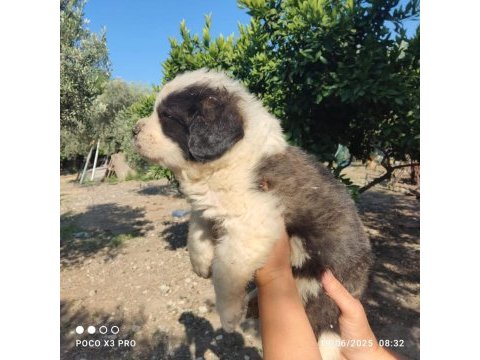 Dünya tatlısı benim st bernard oğlum