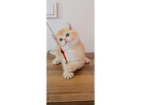British shorthair kedimiz sahiplendiriyoruz