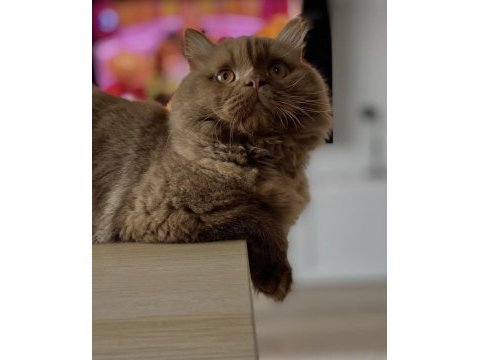 Chocolate kedimiz erkek bri
