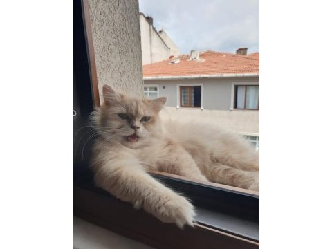 Şecereli british longhair kızımız yeni yuvasını bekliyor