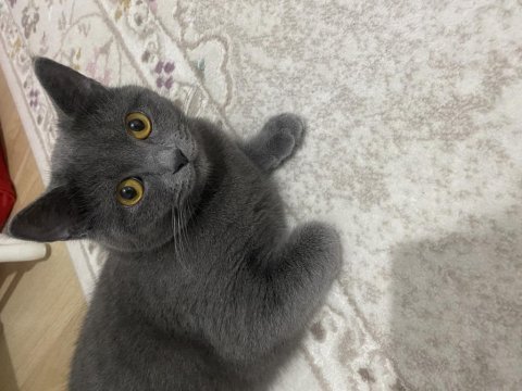 British shorthair kızıma eş arıyorum