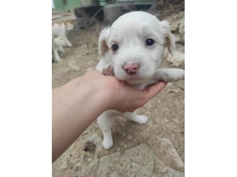 Kokoni cinsi köpekler (small greek)