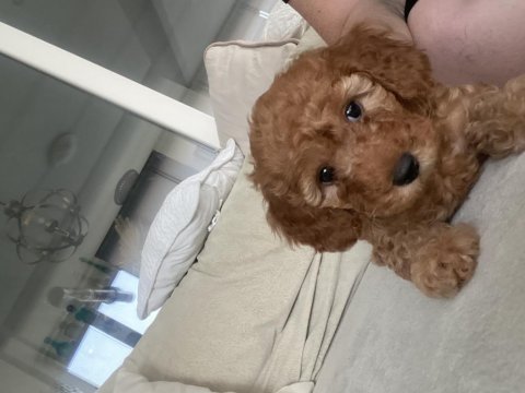 Dişi 50 günlük toy poodle