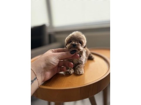Dişi ve teacup erkek kore maltipoo bebişler