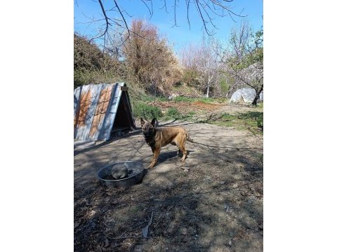 Belçika kurdu eviyle birlikte uygun fiyata verilecektir