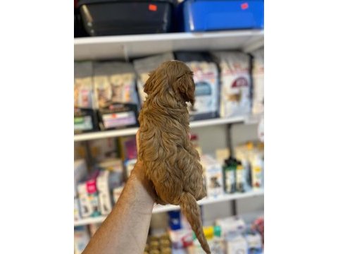 Biblo güzelliğinde saf kan teacup maltipoo yavrular 