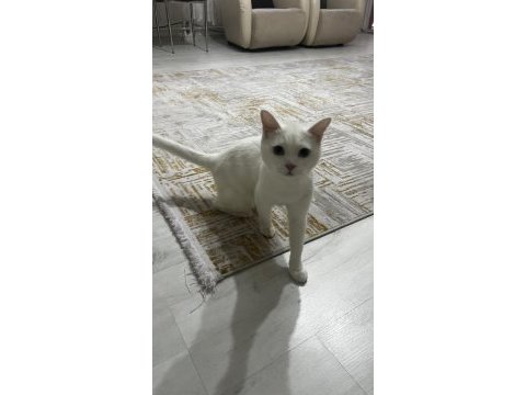 2 yaşında british shorthair