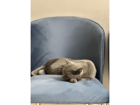 Safkan british shorthair 8 aylık dişi