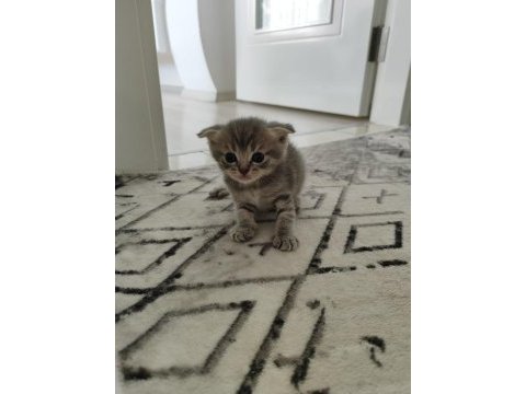 4 adet erkek yavru kedimiz