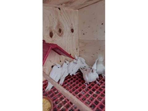 Albino sultan papağanları