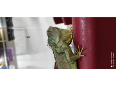 90 cm civarı yeşil iguana