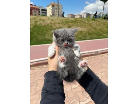 Bicolor british shorthair yavrular