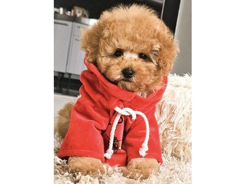 Toy poodle köpeğimiz