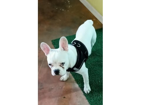 Maviş french bulldog