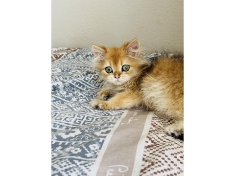 Erkek golden safkan 2.5 aylık kedimiz