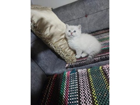 Prenses kedimiz değerinin altında verilecek