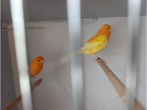 Hobiyi bıraktığım için 3 çift kanarya yavrulu takım