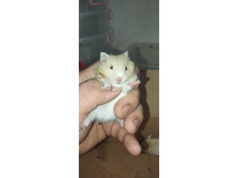 Bebek teddy syria hamster