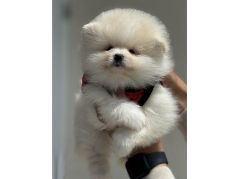 Ankaranın en elit ayı suratlı pomeranian yavruları