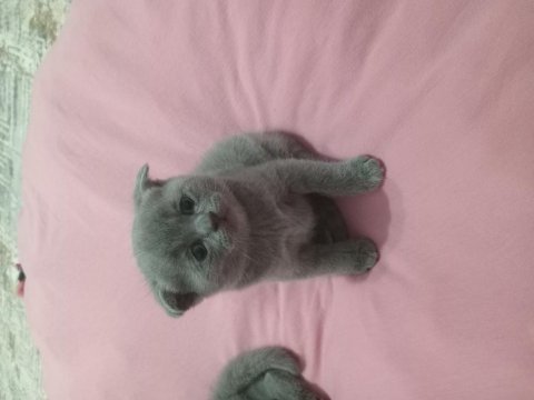 Minik british shorthair yavrumuz sahiplendiriyoruz