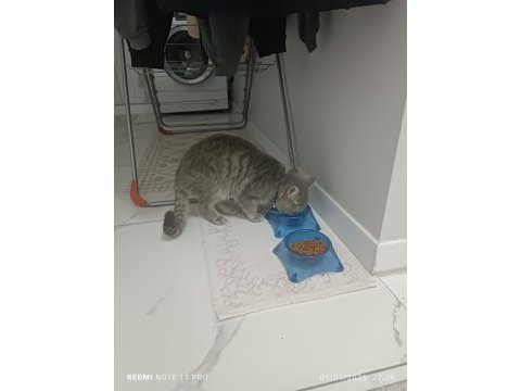 1 yaşında british shorthair