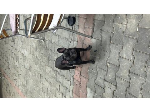 Yeni kısırlaştırılmış dişi french bulldog
