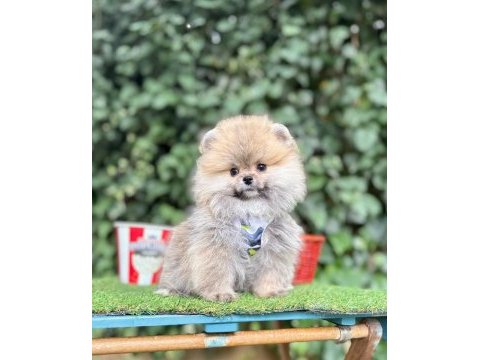 Safkan pomeranian boo yavrularımız