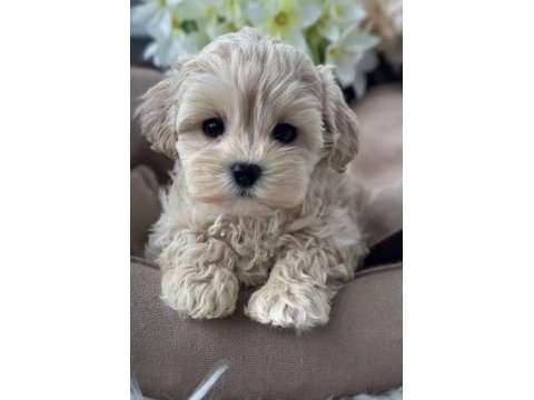 Teacup kore maltipoo yavrular 