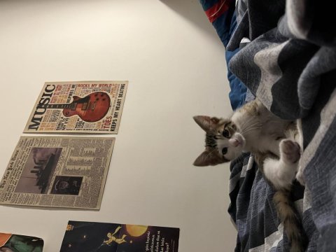 Ücretsiz sahiplendirilecek ev kedisi