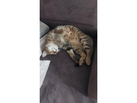 3 yaşında kısır erkek kedimiz