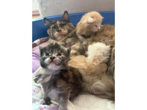 Full şecereli maine coon yavrular