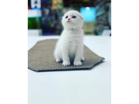 Scottish fold yaruları ankara