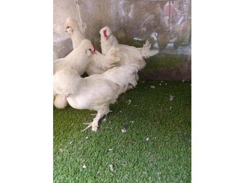 3 aylık 3,5 aylık civarında osmanlı sultan yavruları