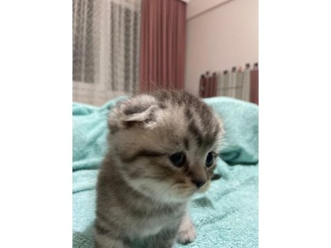 30 gunluk scottish fold erkek
