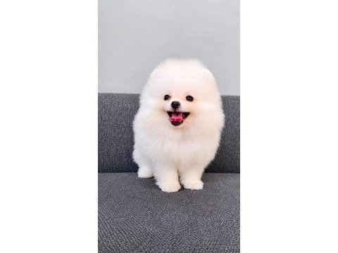 Tea cuo pomeranian boo yavru