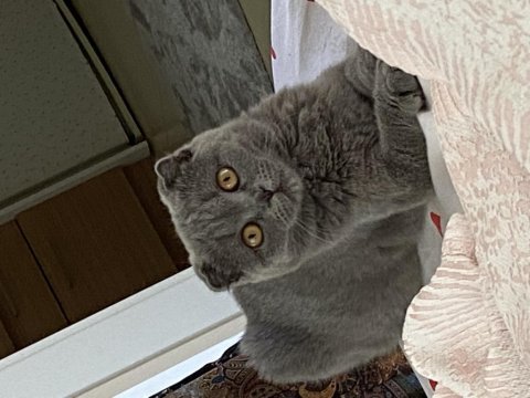 Scottish fold kedim 1 buçuk yaşındadır bir kez doğum yaptı