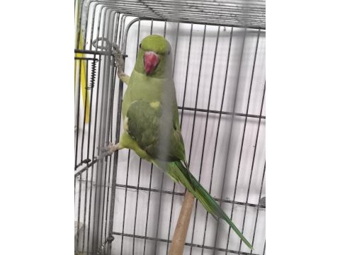 Pakistan papağanı evcil değildir