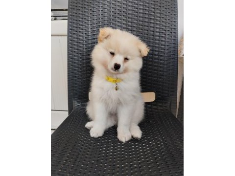Japon spitz