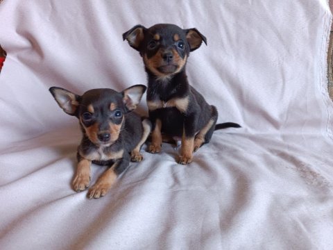 Mini minyatür pinscher yavrularım