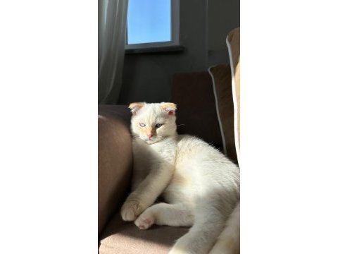 Bu kadar güzel kedimiz