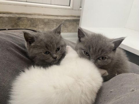 70 günlük dişi-erkek british shorthair