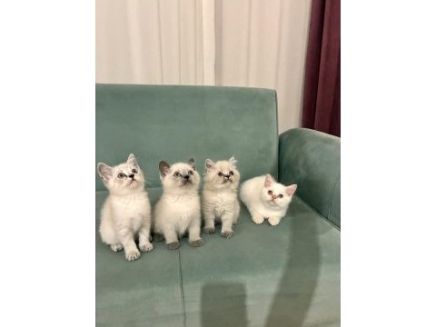Mükemmel güzellikteki british shorthair yavrular