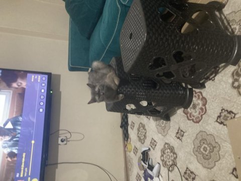 2 yaşında dişi orjinal british shorthair